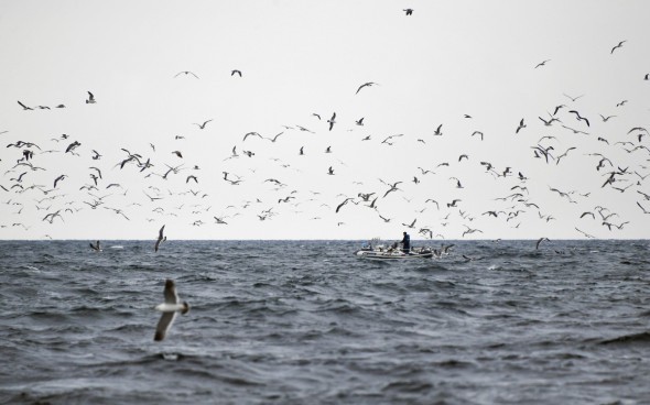 Россия прекратила сотрудничество с Японией по рыболовству