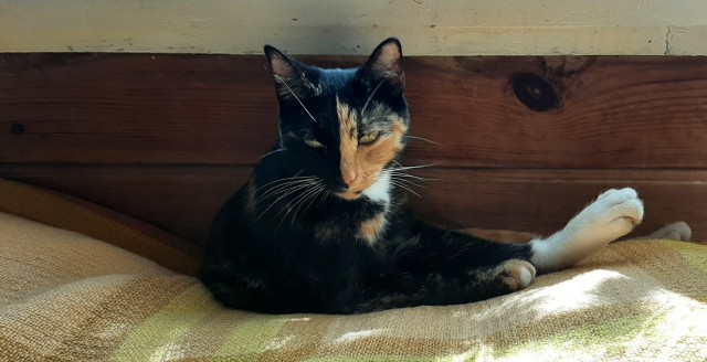 Ура! Котовторник.
