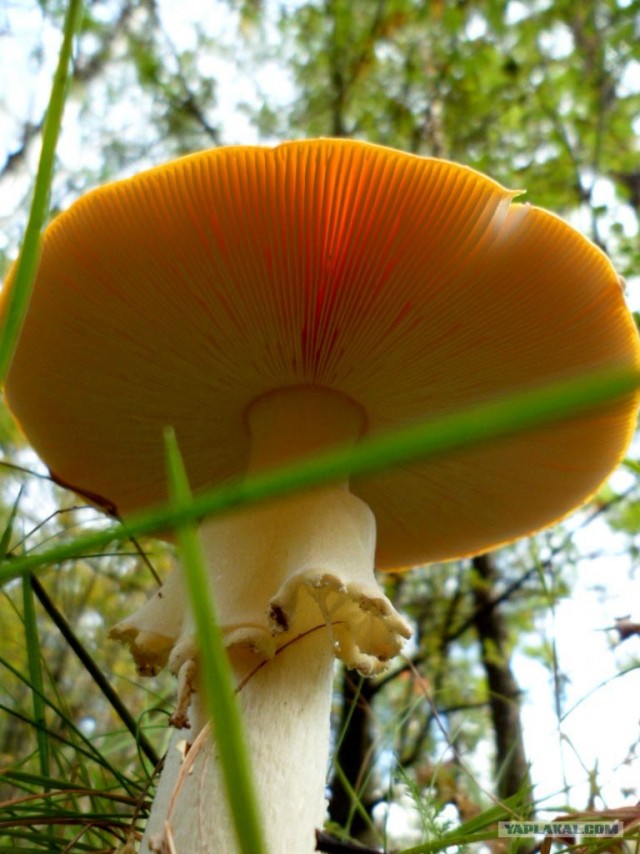 Генералы песчаного карьера