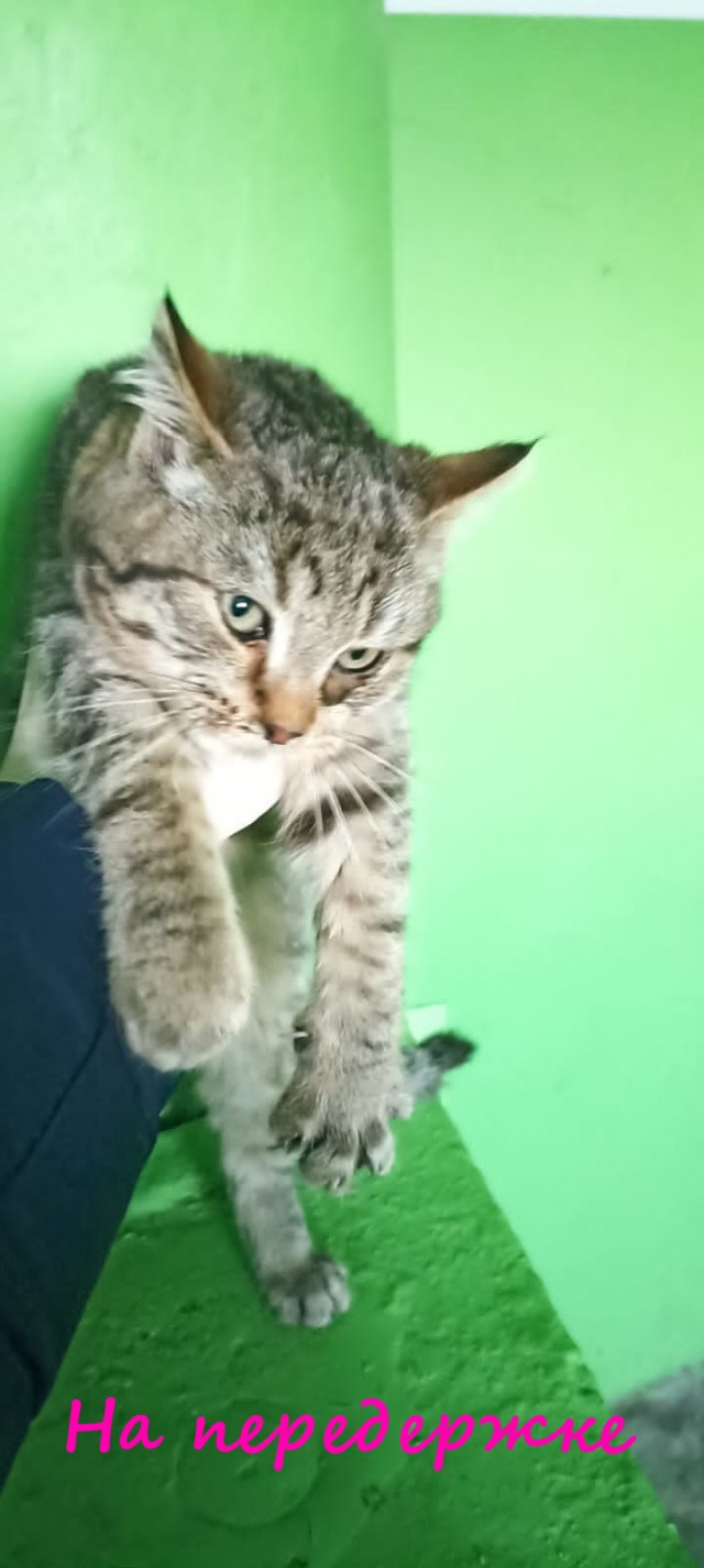 Жизнь домашнего приюта "Котоленд" 366