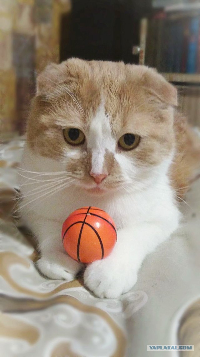 Котовторнику посвящается