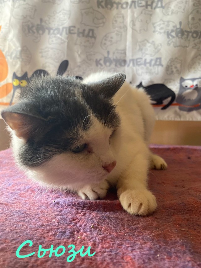 Жизнь домашнего приюта "Котоленд" 379