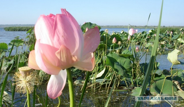 «Почему нельзя ловить рыбу в Большом Ахтанизовском лимане?»