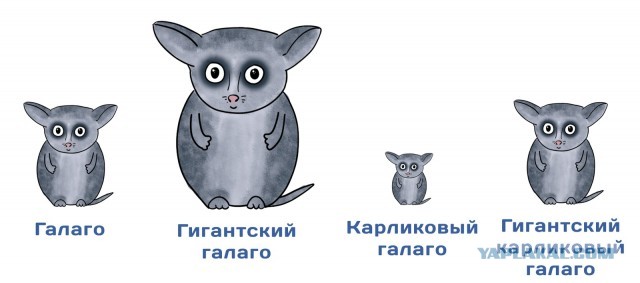 Таити, Таити. Нас и тут хорошо кормят.