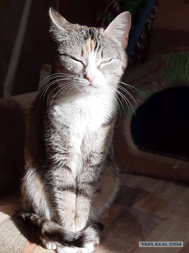 Котовторник