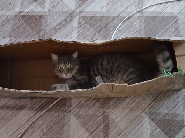 Кот в рамках бытия