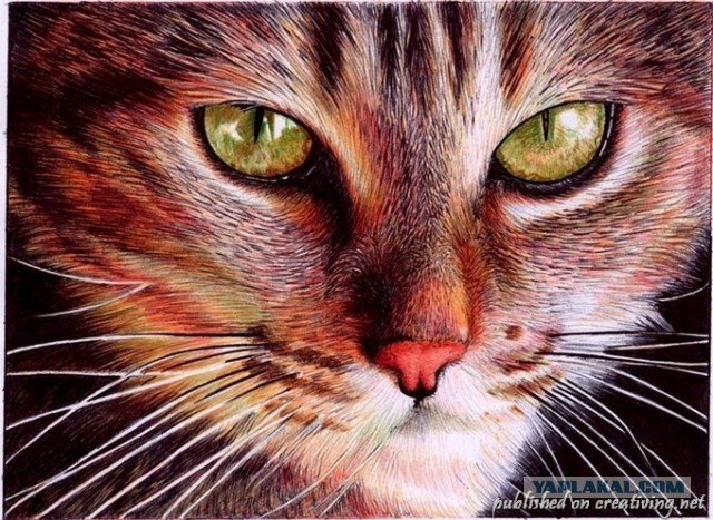 Карандашный рисунок