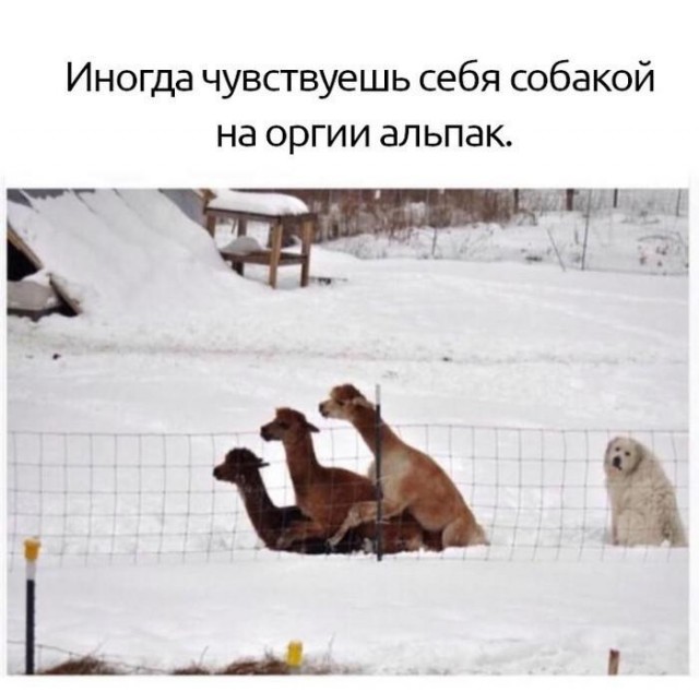 Юмор для тех, кто уже повзрослел и понял, что «личная жизнь» — это кот и плед