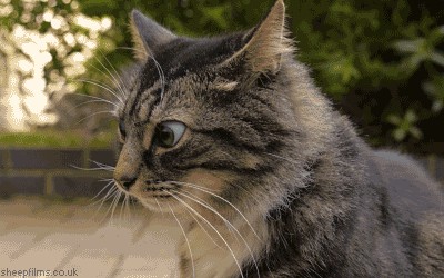 Победа не всегда на стороне Котофея