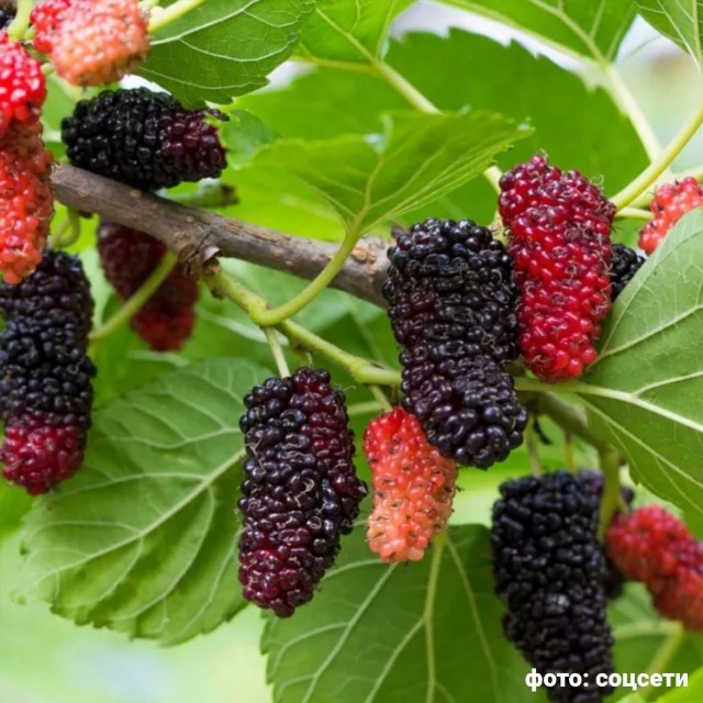 Два маленьких брата умерли после того, как наелись ягод тутовника на улице.