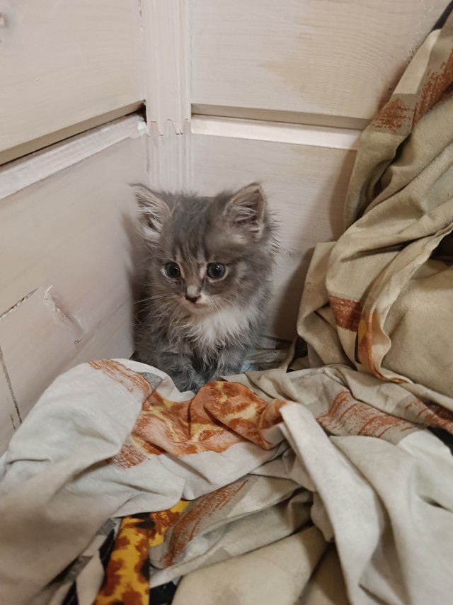 Вот, взял котенка