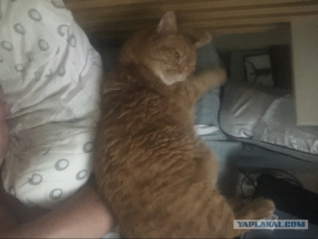 Кошачьи нежности