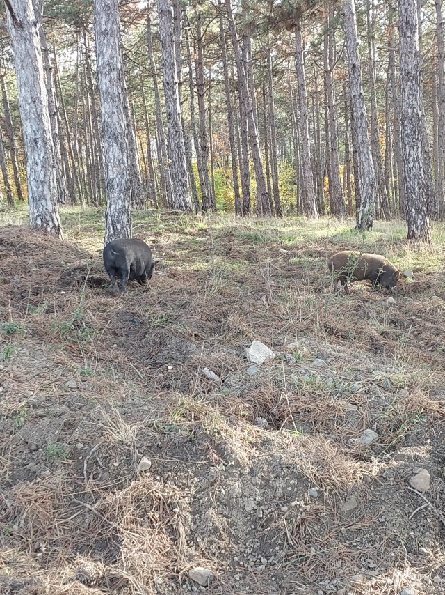 Прогулка по лесу с ножом и блеском в глазах в Крыму
