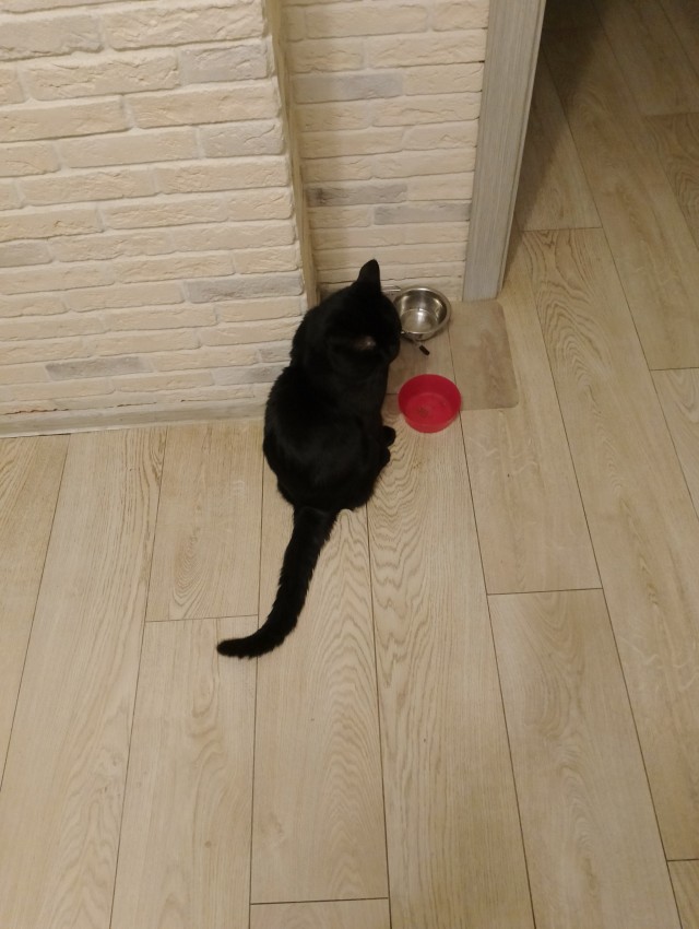 Не верь коту! Он ел!