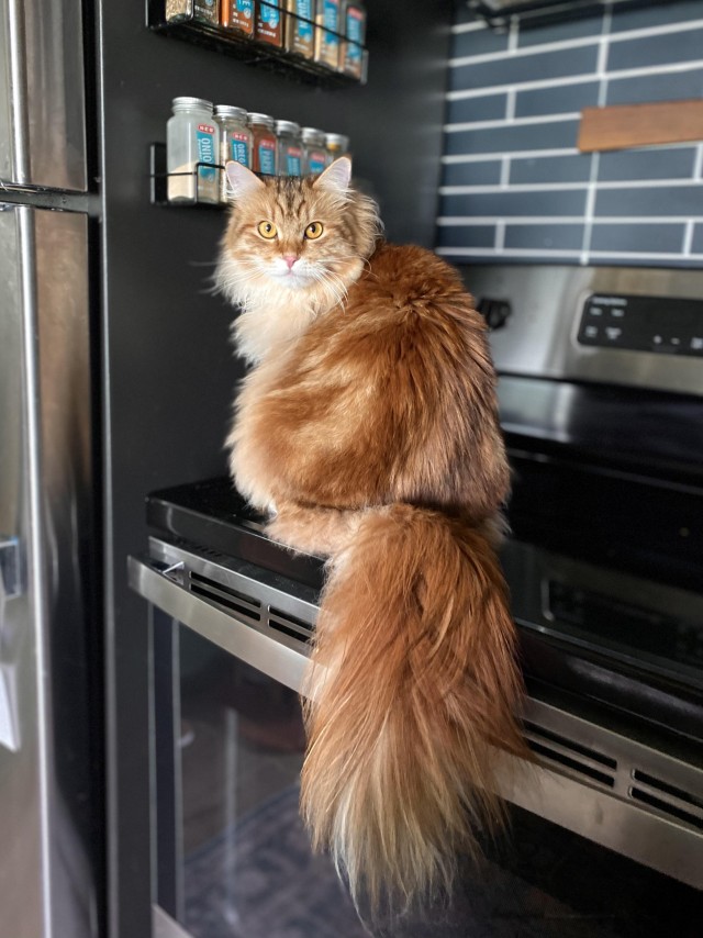 Рыжий шикарный котище