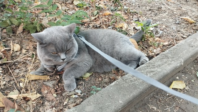 Очередной котовторник