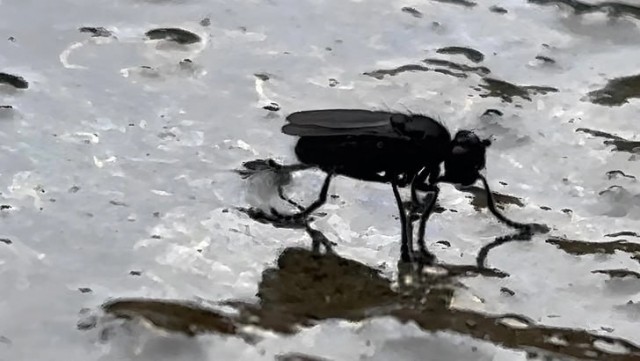 Невероятные мухи