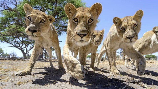 Львы против радиоуправляемой камеры