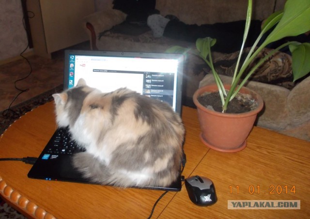 Кот негодует!