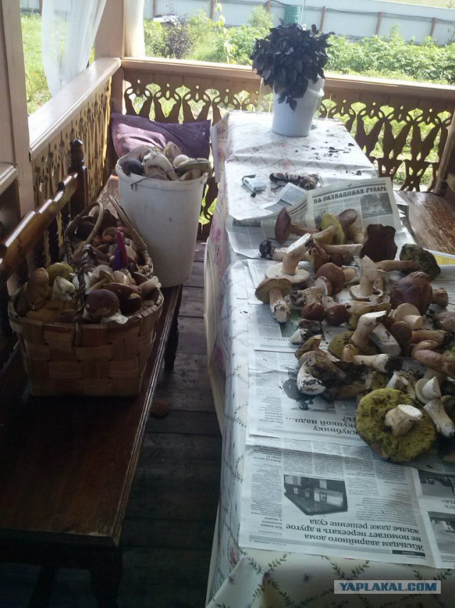 Вспомним лето! Вылазка за грибами.