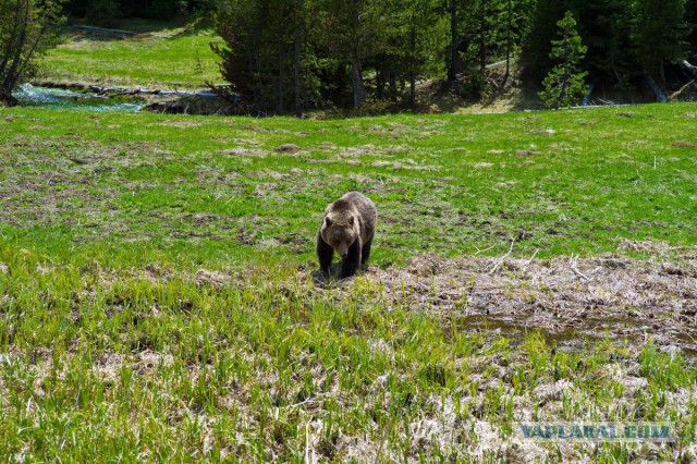 Пока не долбануло в Yellowstone