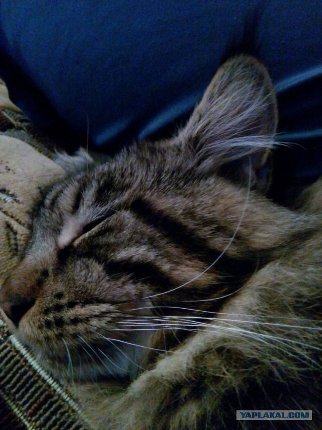 Котовторник 14.07.2015