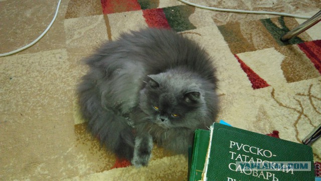 Котовторник 19.01.2016