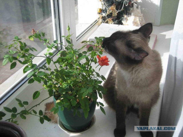 История одного кота