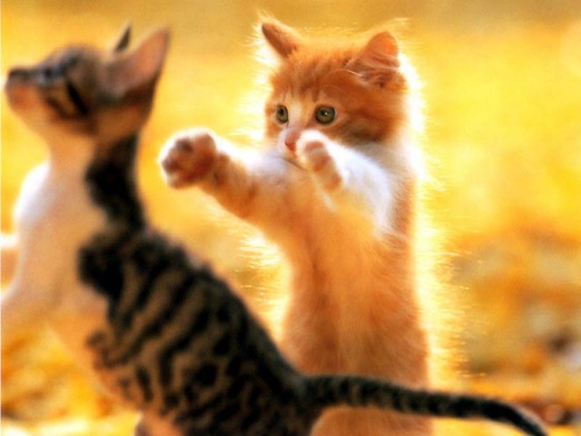 КошкоЛето!