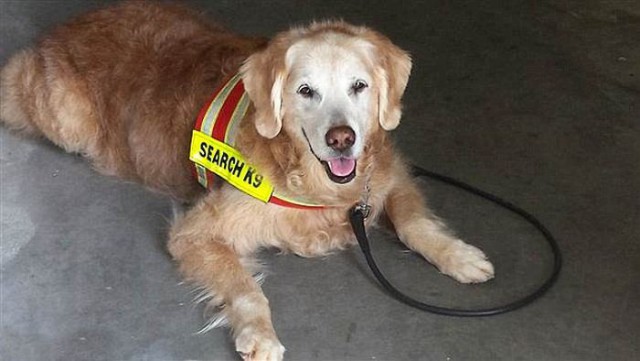 Спасатели прощаются с последней собакой, искавшей жертв теракта 11 сентября 2001 года