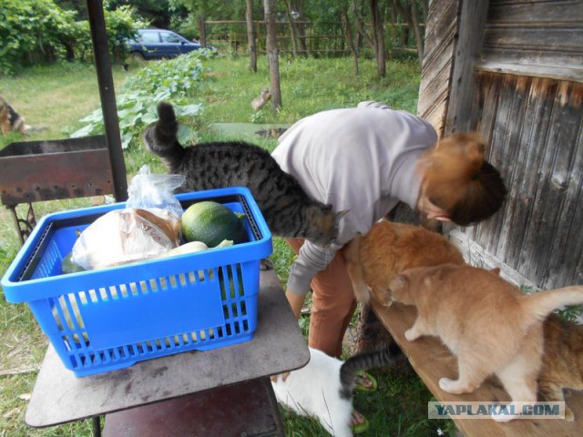 Жизнь домашнего приюта для котеек 122