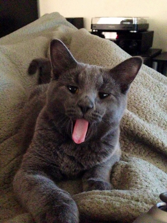 Коты и Кошки
