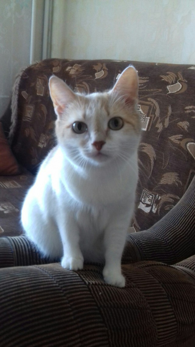 Коты и Кошки