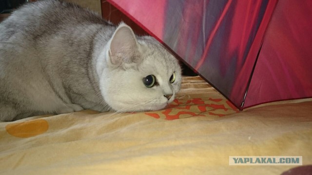 Котовторник  15.08.2017