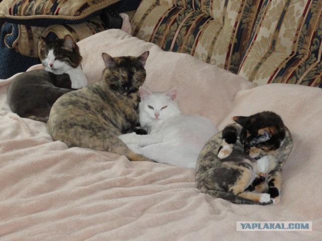 Котоклумба