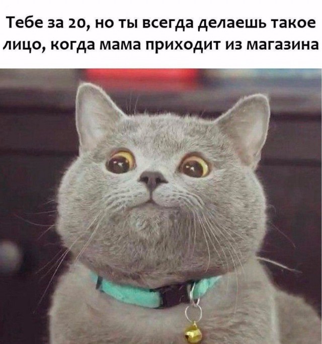 Коты и Кошки