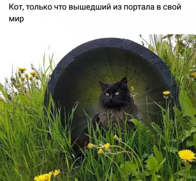 100 картинок для поднятия настроения!