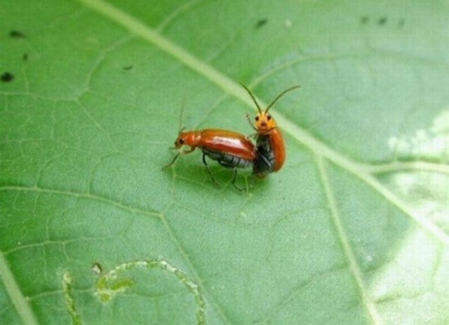 Секс долгоносиков, яйца бабочки и голова червя: 20 лучших снимков при помощи микроскопа