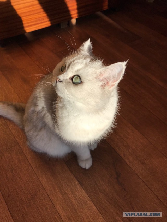 Котовторник