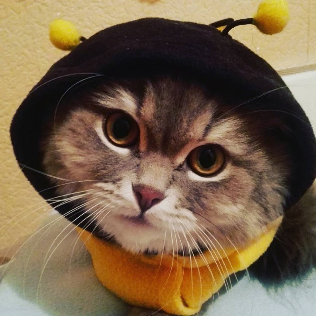 Котовторник 28.11.2017