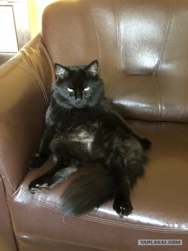 Котовторник 27.03.2018