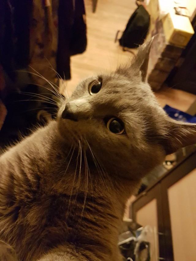 Котовторник 24.04.2018