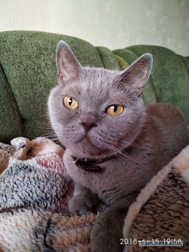 Котовторник 19.06.2018