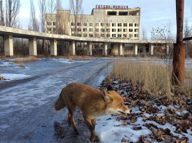 Живность из сети