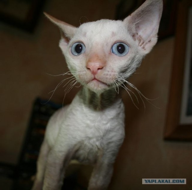 Котовторник: Кошки гаваны и другие!