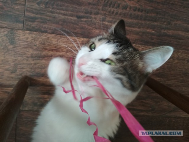Котовторник 07.08.2018