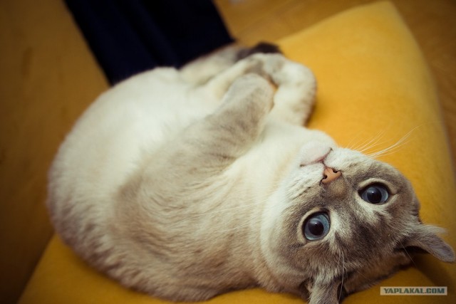 Котовторник (02.06.2009)