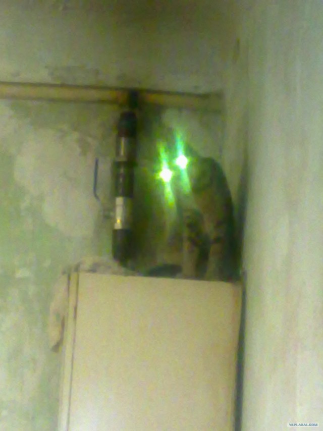 Котовторник: суровый кот и котята-совята