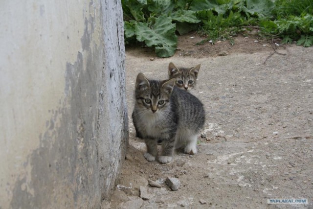 Начинаем котовторник!