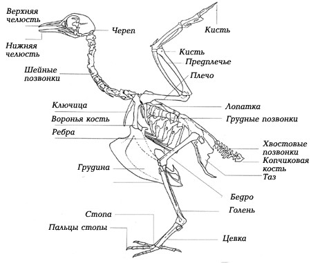 Спасение Черного Коршуна